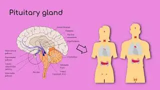 1  内分泌系统  Endocrine System  生理学系列讲座 Physiology