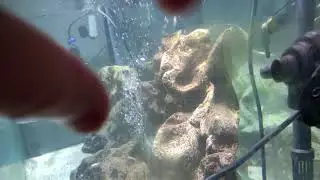Aquarium Overhaul - Day 1 - Status update before the remodel starts