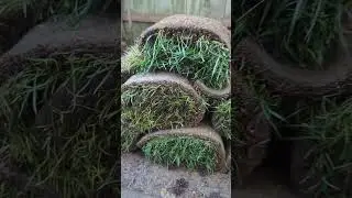 Free sod? Yes please!
