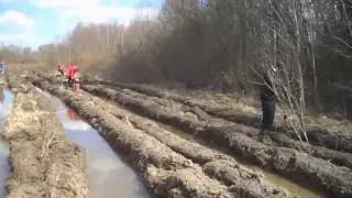 Посадка леса