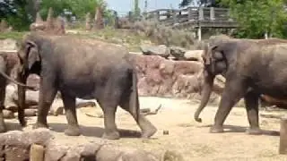 elephants bush gardens