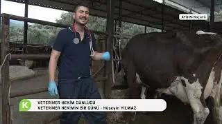 A DAY OF A VETERINARY DOCTOR | VETERINARY DOCTOR DIARY (AYDIN)