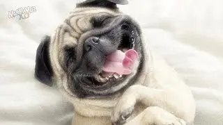 TOP 10 Animales Graciosos #1