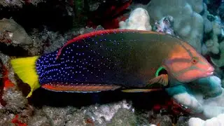 Facts: The Yellowtail Coris