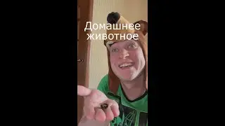 Вайн / Домашнее животное / Grey Ship