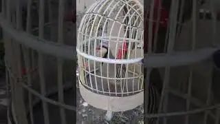 овози нар кабки девонаи бародарам Искандар
