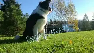 Platon the border collie dog vs Hue Hue the maincoon cat vs Bob the rabbit