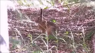 Заяц и грибы
