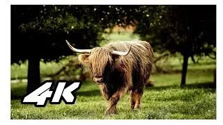 sony 4k demo hdr video animals for oled tv 2160p
