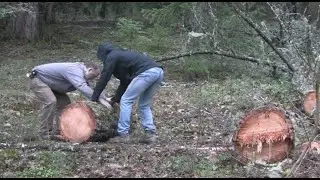 How to Make a Nurse Log