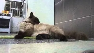 sedução da minha gata