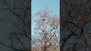CURTA A BELEZA DA SUCUPIRA PRETA E DO GAVIÃO CARCARÁ  VIGIANDO O NINHO