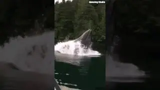 Giant fish in the river - 河中巨鱼