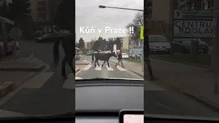Kůň mi v Praze zablokoval Teslu 