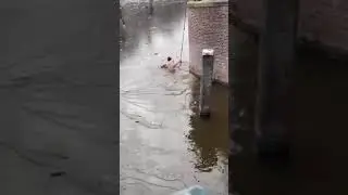 Stupid in Amsterdam