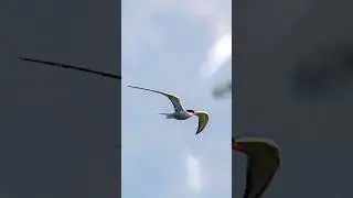 Лечу куда хочу 