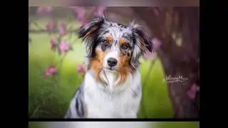Mila | Soulwind Deja-Vu | sportlicher & vielseitiger Australian Shepherd