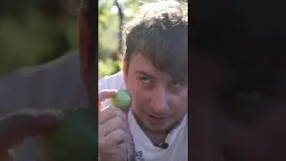 Заготовка на зиму из зелёных помидор