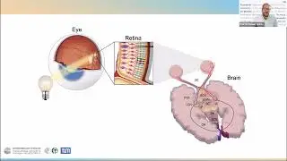 What does the eye tell the clock? From mechanisms to translation (5 Sep 2023)