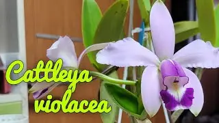 Cattleya violacea. Мои наблюдения в уходе.