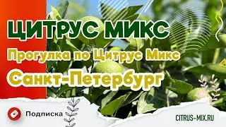 Прогулка по Цитрус Микс в Санкт- Петербург #комнатныерастения #цитрусовые #экзотическиерастения