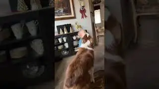 MURPH LOVES HIS COUSIN #family #puppy #dog #cute #dogfail #love #toystory #trending #viral #fail