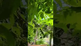 шум пчел, на максимальной громкости