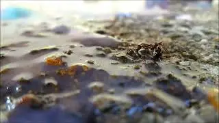 Giantess Mia vs ant