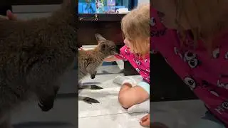 Кенгурёнок Стив охотится на чипсы 😹