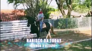 Harastoday - Rabisco da Today  ! Leilão 2019 ! Aguardem !
