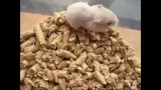 Baby Hamsters