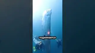 Самая редкая рыба, которую принимают за предвестника землетрясений 🌊🐟🌍
