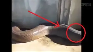 Most Shocking Videos 7/8