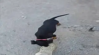 Собака на сене