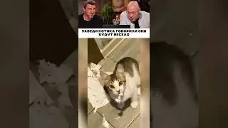 Заведи котика говорили они 😅