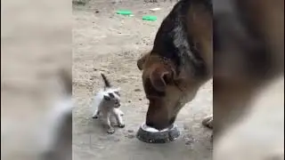 2021 🐶🐱