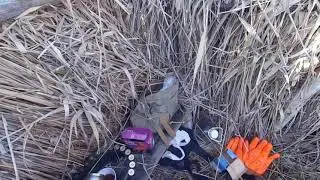 УДАЧНАЯ ОХОТА НА СЕВЕРНУЮ УТКУ.ОХОТА НА ГУСЯ