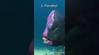 Top 5 Strangest Animal Poop
