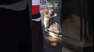 Кот на водопое. Cat on the watering hole.