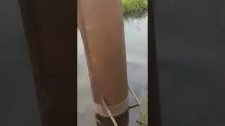 андатра навидит свои порядки