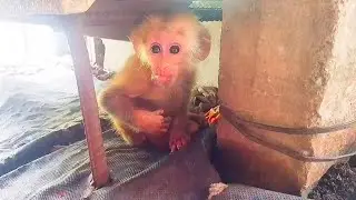 Baby monkey Niki is shy when meeting strangers