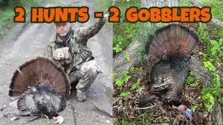 2 Turkey Hunts - 2 Gobblers - Late Season Turkey Hunting