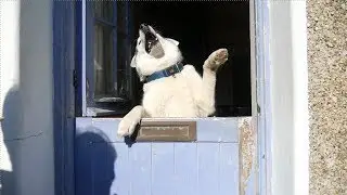 Cute Nook being silly, dancing, jumping, bouncing at door ...
