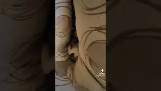 Извратен свят 🤷‍♀️ #cat #извратен #funny #catlover