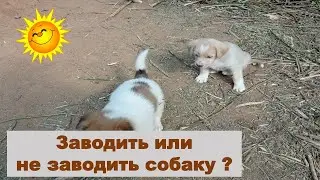 Дети просят собаку. Заводить или не заводить собаку?