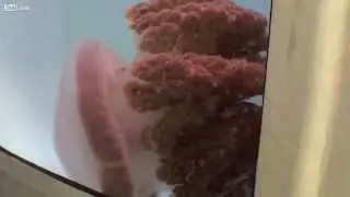 The presumed extinct deadly Jellyfish 'Crambione Cookii' floats about in a tank