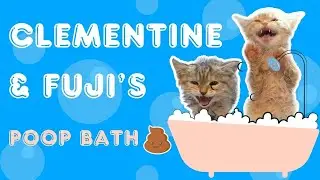 Rescue Kittens Getting a POOP BATH 💩