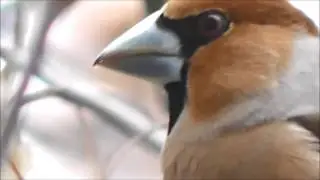 что за птичка