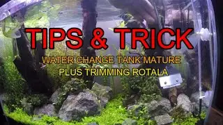 TIPS & TRICK WATER CHANGE PLUS TRIMMING PLANT