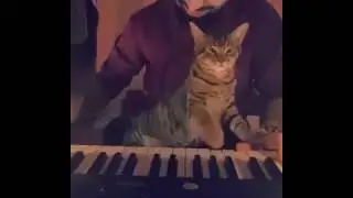 Элегия